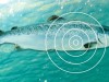 Fiskebiologer og teknologer jobber sammen for å finne mer ut om hvor laksen beveger seg og hva den gjør når den ute i havet.
Illustrasjon: NTNU Info/Kolbjørn Skarpnes
