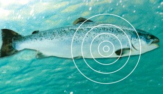 Fiskebiologer og teknologer jobber sammen for å finne mer ut om hvor laksen beveger seg og hva den gjør når den ute i havet.
Illustrasjon: NTNU Info/Kolbjørn Skarpnes