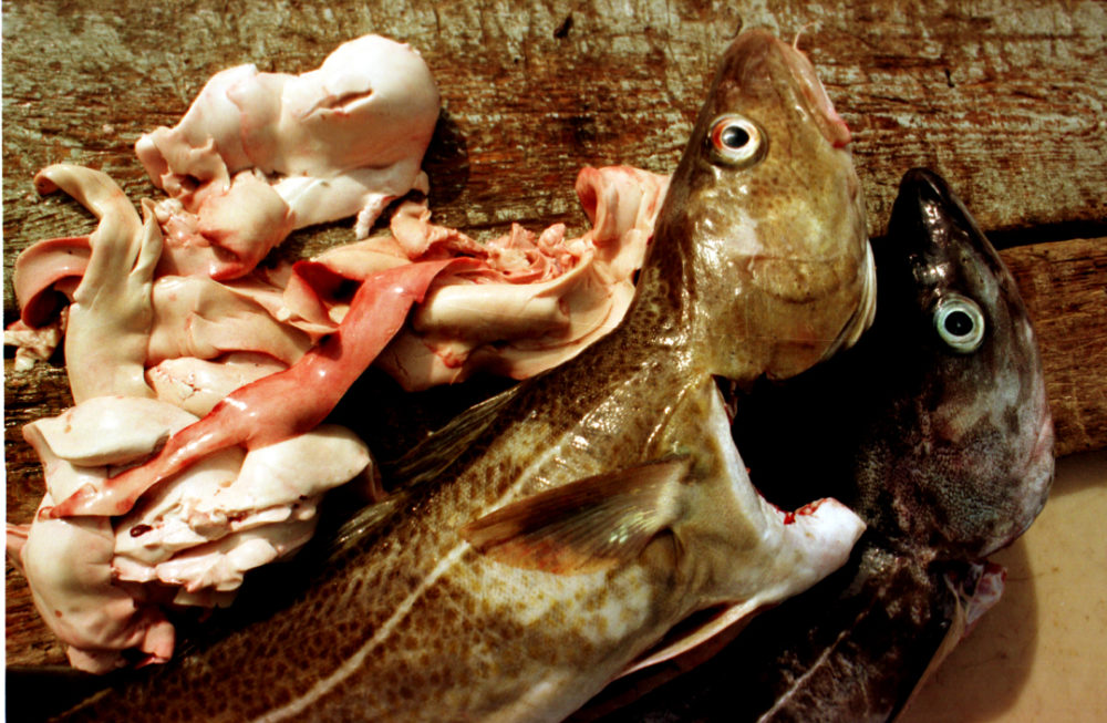 Framtidens fiskefabrikk