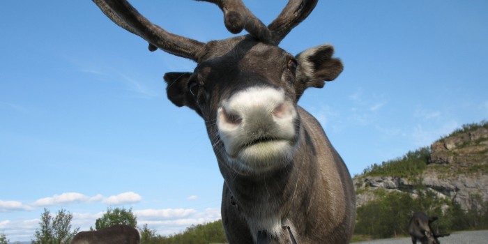 Det finnes flere teorier om hvordan reinen kom til landet. Foto: Photos.com