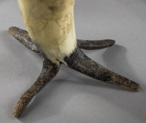 I den spisse enden er hornet splittet opp i fire utbøyde bein som minner om en klo. Muligens tilhører det en gruppe horn som kaltes klo (lat. ungula). Foto: Åge Hojem, NTNU Vitenskapsmuseet