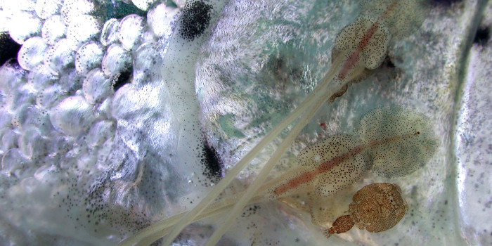 Main intro image