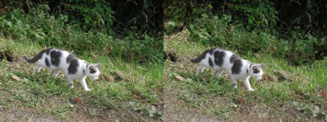 Katt før og etter manipulering. Ser du forskjellene? Foto: Steven Le Moan, NTNU 