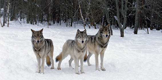 Tre ulver