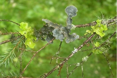 Fra venstre: Lungenever (Lobaria pulmonaria), vrengelav (Nephroma sp.) og skrubbenever (Lobaria scrobiculata). Foto: Olga Hilmo.
