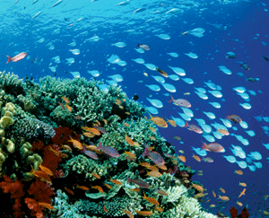 – Klimaet okkuperer miljødebatten Når verdens korallrev blir ødelagt av bunntråling, forsvinner også artene som holder til der. Over hele kloden dør nå både dyre- og plantearter ut på grunn av menneskelige inngrep. – Det er til å gråte av, men folk får ikke vite om det. Klimasaken okkuperer for mye av debatten, mener redaktør Erik Tunstad.  Foto: Scanpix/Zefa/G. Bell