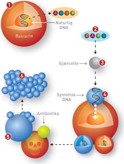 Slik har Craig Venter laget kunstig liv 1. Hele DNA-et til bakterien Mycoplasma Mycoides dekodes – dvs: rekkefølgen til byggesteinene i arvestoffet leses av. 2. Koden kopieres inn på PC. Presise endringer skrives inn. Innkjøpte DNA-fragmenter endres så etter den nye oppskriften. Ett fragment kodes for immunitet mot antibiotika. 3. De endrede DNA-bitene settes inn i gjærceller som limer dem sammen i riktig rekkefølge. 4. Det syntetiske DNA-et settes tilbake i bakterien, som så deler seg i to datterceller – en med naturlig og en med syntetisk DNA. 5. Antibiotika brukes til å drepe bakteriene med naturlig DNA. De syntetiske overlever og formerer seg. 6. På få timer slettes alle spor av den opprinnelige bakterien, mens bakteriene med syntetisk DNA vokser videre. Nytt liv er skapt! Ill: Raymond Nilsson