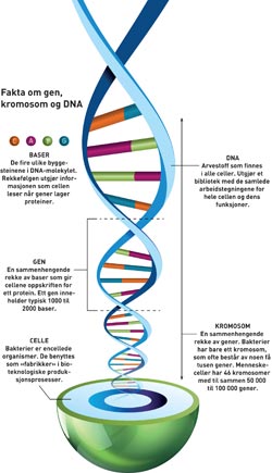 Fakta om gen, kromosom og DNA Ill: Raymond Nilsson