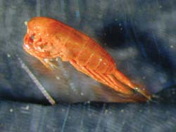 Forskningsprogrammet "Utnyttelse av zooplankton som bio-ressurs" ved NTNU vil undersøke mulighetene for å utnytte krill og raudåte (bildet) blant annet i fiskefôr til oppdrettsnæringa.Foto: Nils Tokle