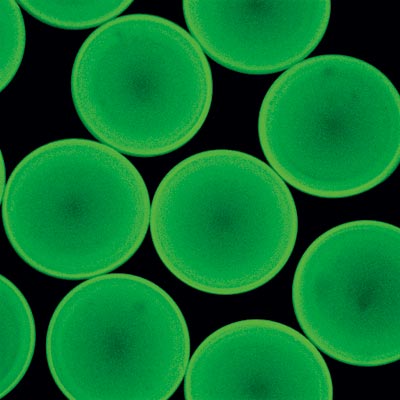 ALGINATKAPSLER (TAM): Alginatet er fluorescensmerket (grønn farge). En kapsel er 500 mikrometer i diameter. Foto: Yrr Mørch.