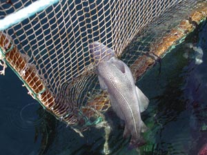 INSTINKT: Forskerne tror at torsken instinktivt napper i nota på jakt etter noe spiselig. Foto: Utlånt fra SINTEF Fiskeri og havbruk