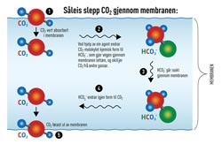 Såleis slepp CO2 gjennom membranen. Trykk på bildet for større versjon. Ill.: Kolbjørn Skarpnes/NTNU Info .