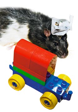 Forsøksdyr er ubrukelige hvis de ikke trives, og rottene i Moser-laboratoriet blir deprimerte hvis de sitter for mye alene i burene sine. Derfor blir de både lekt og kjælt med. De har fått kassevis med Lego, og dessuten små, krøllete papirremser til å bygge reir av. Foto: Geir Mogen