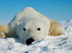 Mest ingen dyr på kloden har så høge verdiar organiske miljøgifter i seg, som isbjørnane på Svalbard. Først nå ser forskarane at PCB-verdiane i bjørnane synker. PCB ble forbode på 1970-talet. Foto: Jenny Bytingsvik