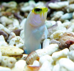 Denne underlige skapningen kalles kjevefisk og er en av de tropiske fiskeartene som trives i akvariet til Thomas Engels.  Foto: Thomas Engels