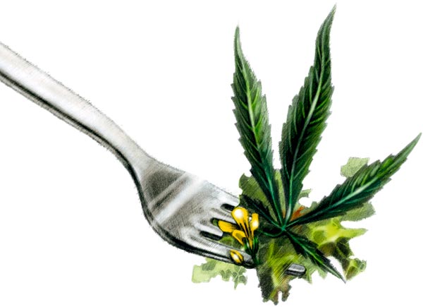 Cannabis er en av verdens raskest voksende planter. Med ny teknologi kan det psykoaktive stoffet THC fjernes. Planten kan dermed være en kandidat til å mette verdens mager. Illustrasjon: Line Halsnes