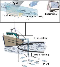 Ved hjelp av videokamera, lys, speil og en data­maskin fotograferes fisken fra forskjellige vinkler når den passerer en gjennomsiktig del av røret der fisken suges fra merd til båt. På basis av disse bildene kan volum og vekt beregnes. Slakteriet kan forberede sin del av jobben, og oppdretteren vet eksakt hvor mye han har levert. Illustrasjon: Jan H. Johansen, Grafisk senter - SINTEF