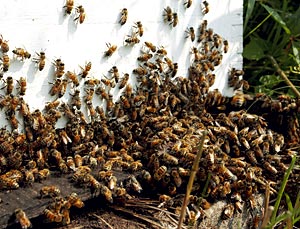 Sult uten bier En tredel av bikoloniene i USA har bukket under de siste årene, og det meldes også om store bitap i europeiske og asiatiske land. Det rammer produksjonen av frukt og grønnsaker, og tapene regnes i milliardklassen. Verdens matproduksjon er avhengig av bienes innsats. Foto: photos.com