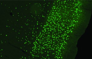 2.Utsnitt av rottehjerne. Bilder viser celler i entorhinal cortex som er infisert av virus injisert i hippocampus. Viruset bærer genet for et grønt fluorescerende fargestoff som gjør det mulig å se de infiserte cellene. Foto: Kavliinstituttet