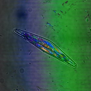 NTNU-forskere kartlegger mikroalgers egenskaper ved å studere algens genmateriale.  Foto: Bjørnar Sporsheim (PhD stipendiat IBI, Boneslab)