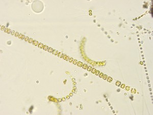 Encellede alger i havet står for produksjonen av omega-3-fettsyrer. Foto: Bjørnar Sporsheim