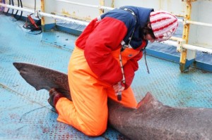 Prøvene som forskerne tok av haiene rundt Svalbard, viste stor opphoping av miljøgifter.  Foto: Kristine Molde