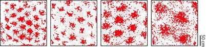 Entorhinal cortex er en del av hjernebarken hvor stedssans utrykkes ved hjelp av hjerneceller som har GPS-liknende egenskaper. Hver celle beskriver miljøet som et heksagonalt rutenett, noe som gav dem navnet gitterceller. Bildene viser en rottes bevegelser (grå linjer) i en 2,2 x 2,2 m boks sett ovenfra. Hvert av de fire panelene viser aktivitetsmønsteret til én grid celle (røde dotter) med én bestemt kartoppløsning, gitt rottens bevegelser. (Illustrasjon: Kavliinstituttet)