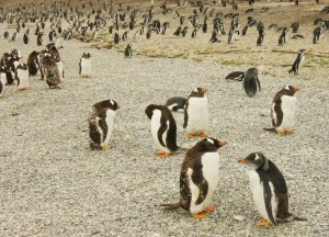 Pingviner sto på menyen i Patagonia.  Foto: Heidi Mjelva Breivik 