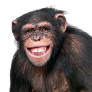 Mennesker er dyr, ifølge evolusjonsbiologien. Vi deler 99 prosent av genene med sjimpansen. Ill.: Photos.com