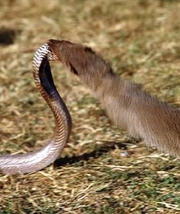 Mungoene leser kobraens signaler og er derfor en ypperlig slangedreper.