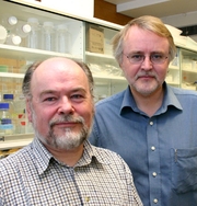 NTNU-professorene Gudmund Skjåk-Bræk og Terje Espevik tilsatte den bakteriedrepende alginatsammensetningen i i vannet hos piggvarlarver. Dødeligheten ble halvert. Foto: Synnøve Ressem