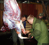 Denne åringen - skutt i Trøndelag under årets jakt - veide 139 kilo slaktet. Fra venstre: Tore Oksholen, Ronny Johnsen og Svein Fløttum.