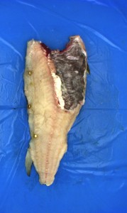 Å filetere hvit fisk har vært et problem til nå siden fisken varierer så mye i størrelse og form.
