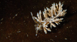 Bilde av nagenspegnlen Eubranchus doriae som for første gang er registert i norske farvann. Foto: Christian Skauge