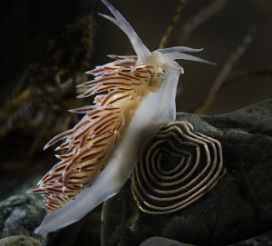 Bilde av frynsenakensnegl som har lagt eggene sine i spiral. Foto: Per Harald Olsen/NTNU
