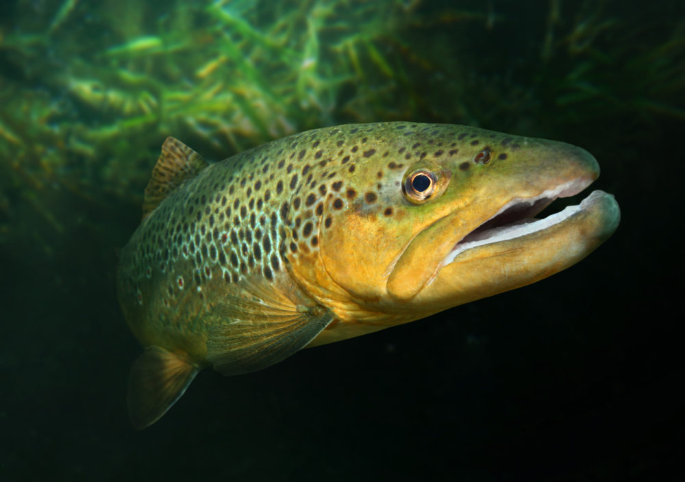 fisk i sjøen hekte nettsted