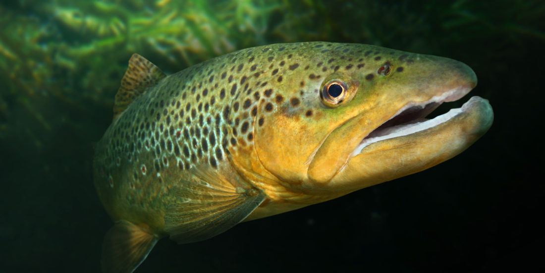Brown trout or sea trout.