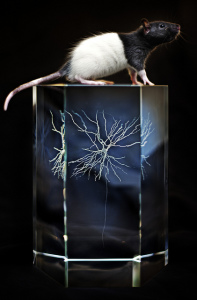 En av rottene som gjorde forskningen mulig. Foto: Geir Mogen, NTNU