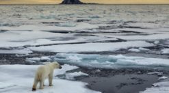 podkast som slippes i dag, handler om hvordan både menneskehjernen og samfunnet favoriserer lite klimavennlige valg. Bildet er en isbjørn i et smeltende arktis.