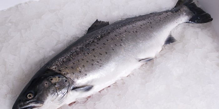 Helsa og vilkårene til norsk oppdrettslaks er satt under lupen. Illustrasjonsfoto: Thinkstock