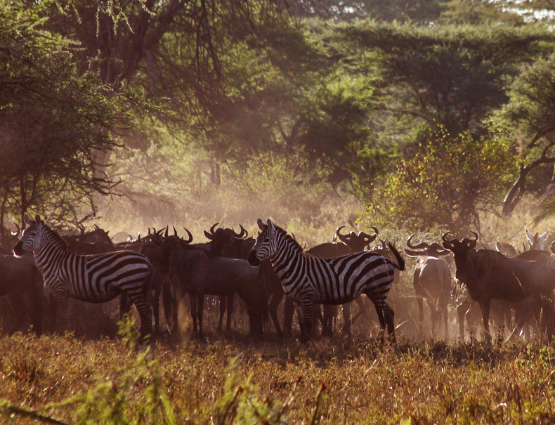 Dyrene i Serengeti samler seg rundt vannhullene.