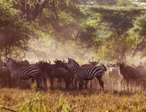 Dyrene i Serengeti samler seg rundt vannhullene. Foto: Per Harald Olsen/NTNU