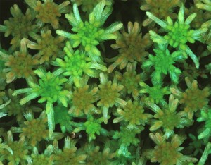 Torvmoser ser nesten kliss like ut for den utrente, men det finnes minst 120 ulike arter av dem. Her Sphagnum angustifolium og fallax. Foto: Kjell I. Flatberg
