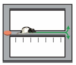 Ved hjelp av signaler fra hjernen kan forskerne forutse hvilken vei rotta vil gå i labyrinten. Illustrasjon: Kavli Institute for Systems Neuroscience