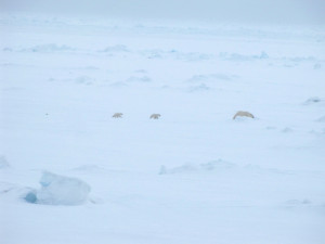 Isbjørn var ikke et hverdagslig syn, men de var i området. Foto: Åse Ervik