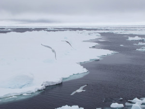Da våren kom, brøt den arktiske isen opp, og «RV Lance» måtte flyttes til et nytt isflak. Foto: Åse Ervik