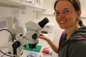 Nathalie Jurisch-Yaksi jobber sammen med leger for å utvikle genmodifisert sebrafisk som vil bidra til å belyse hjernesykdommer som epilepsi. Foto: Nancy Bazilchuk/NTNU