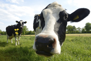 Enten det er melkeprodukter eller kjøtt vi snakker om, har alle kyrene vi holder en stor innvirkning på planeten vår. Foto: Thinkstock