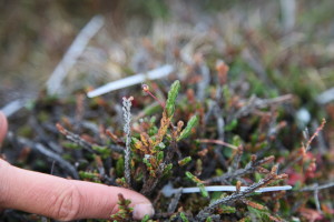 Cassiope tetragona, kantlyng, skadet etter vinteren. Foto: Brage B. Hansen, NTNU