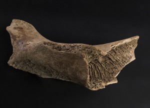 Den 6600 år gamle hvalrossen ble funnet i en morene i Isfjorden på Svalbard allerede i 1956. Foto: Åge Hojem, NTNU Vitenskapsmuseet